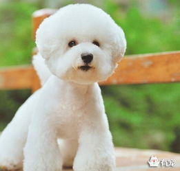 五個(gè)月的比熊體外驅(qū)蟲注意事項(xiàng)