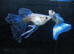 新買,注意事項,孔雀魚