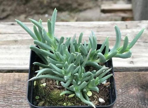 龍須樹的養(yǎng)殖方法和注意事項,龍須蘭的養(yǎng)殖方法和注意事項,龍須樹的養(yǎng)殖方法和注意事項