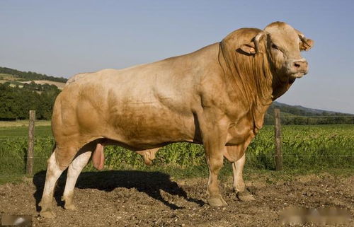 奶牛人工受精的注意事項