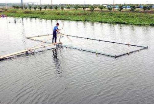 新開挖魚塘注意事項