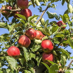 采摘,注意事項,蘋果