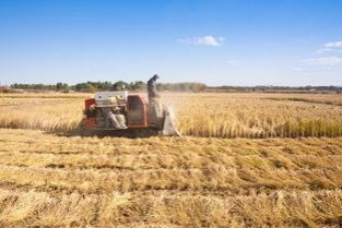 尿素青儲(chǔ)玉米桔的飼喂注意事項(xiàng)