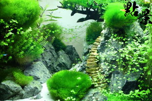 草缸開缸注意事項(xiàng),草缸養(yǎng)魚注意事項(xiàng),草缸養(yǎng)蝦注意事項(xiàng)