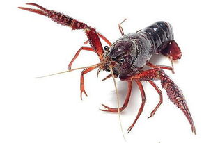 養(yǎng)殖,注意事項,小龍蝦