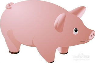 防病,養(yǎng)豬,注意事項