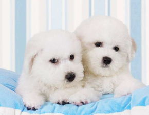 小狗,注意事項(xiàng),比熊