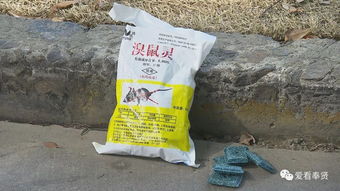 投放,注意事項,老鼠藥