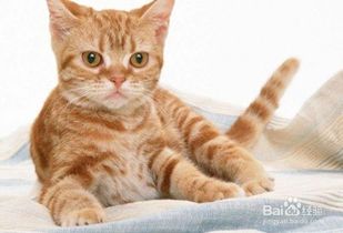 養(yǎng)家,注意事項