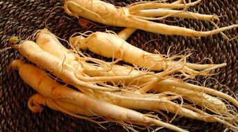 人參食用方法與注意事項(xiàng),用人參泡酒的注意事項(xiàng),人參泡水注意事項(xiàng)