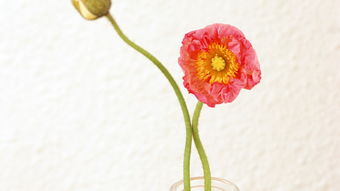 花卉移植注意事項,秋季移植榆樹注意事項,秋季移植桃樹注意事項