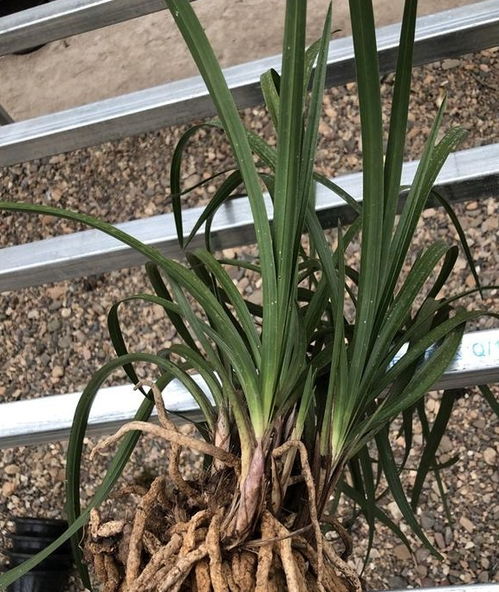 分株苗注意事項(xiàng)