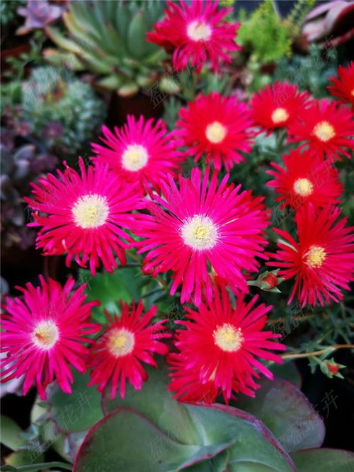 海棠,養(yǎng)殖,注意事項,方法