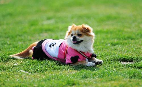 購(gòu)買狗狗需要注意事項(xiàng)