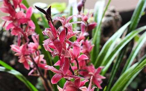 墨蘭開(kāi)花的注意事項(xiàng)