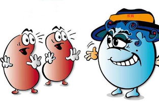 腎臟彩超注意事項,腎臟增強ct注意事項,腎臟ect檢查注意事項