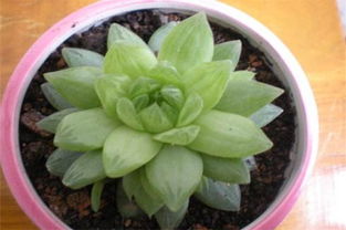 青龍,養(yǎng)殖,注意事項(xiàng),方法