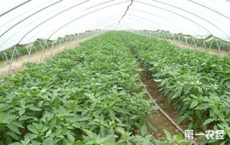 注意事項(xiàng),蔬菜