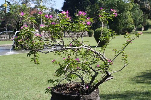 移植花木注意事項