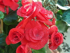 麗格海棠冬天的養(yǎng)殖方法和注意事項