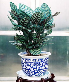 竹芋,養(yǎng)殖,注意事項,美麗