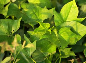 紅薯葉子食用注意事項(xiàng)