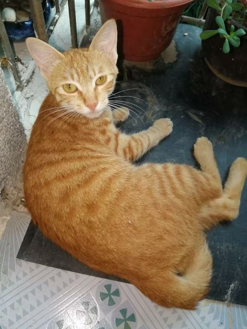 橘貓喂養(yǎng)注意事項(xiàng)