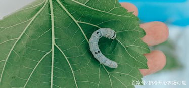 蠶休眠時(shí)注意事項(xiàng)