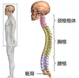脊椎半脫位注意事項(xiàng)