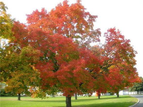 楓樹(shù)裸根出口注意事項(xiàng)