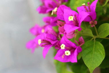 花盆,養(yǎng)殖,注意事項,方法