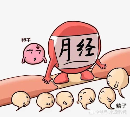 女生月經(jīng)期間注意事項,狗狗月經(jīng)期間注意事項,金毛月經(jīng)期間注意事項