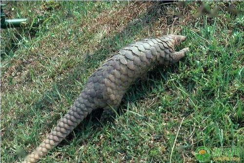 穿山甲入藥注意事項