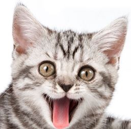 搬家貓咪注意事項(xiàng)