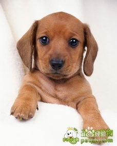 注意事項(xiàng),寵物狗,生產(chǎn)