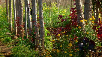 關(guān)于破壞花草樹木的注意事項