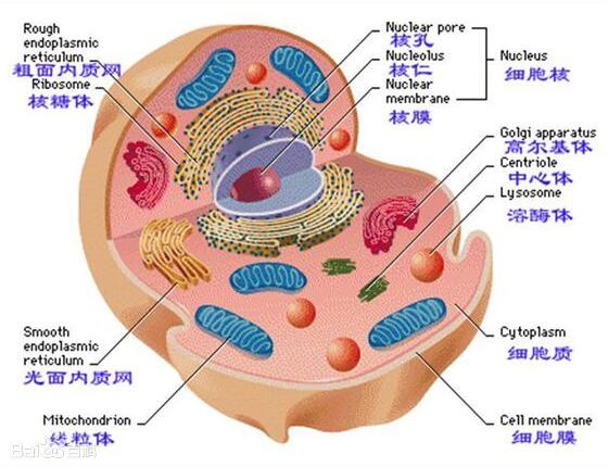 線(xiàn)粒體,注意事項(xiàng),分離