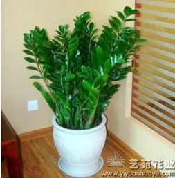 光照,注意事項(xiàng),養(yǎng)花,室內(nèi)