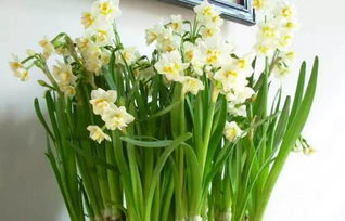 水仙長苞了注意事項(xiàng)