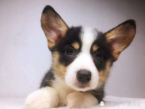 三個月幼犬要注意事項