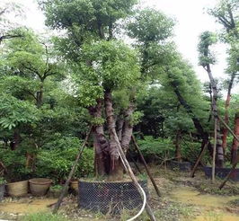 移栽,樹木,注意事項(xiàng),夏天