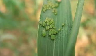 注意事項(xiàng),毒死蜱