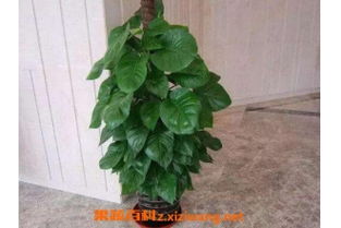 大葉滿天星的養(yǎng)殖方法和注意事項(xiàng),滿天星的養(yǎng)殖方法和注意事項(xiàng),金葉滿天星的養(yǎng)殖方法和注意事項(xiàng)