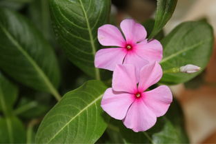 盆栽,種植,注意事項,玻璃