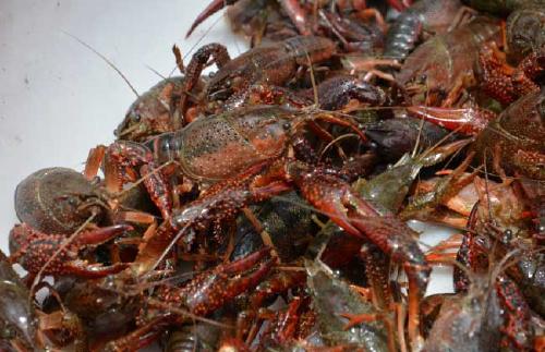 井水養(yǎng)殖小龍蝦的注意事項,魚缸養(yǎng)小龍蝦注意事項,小龍蝦補鈣注意事項