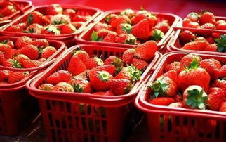 草莓運(yùn)輸注意事項(xiàng)