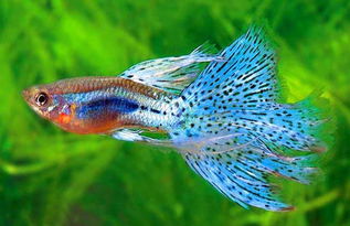 新買的孔雀魚注意事項