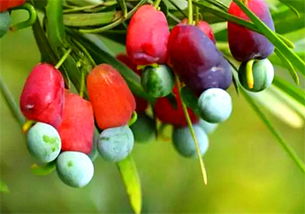 哪些水果能泡酒及泡酒注意事項(xiàng)