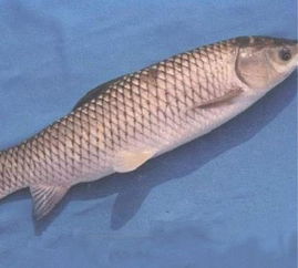 釣青魚注意事項(xiàng),青魚養(yǎng)殖注意事項(xiàng),青魚石佩戴注意事項(xiàng)