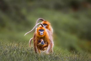 保護(hù)野生動(dòng)物的活動(dòng)注意事項(xiàng)